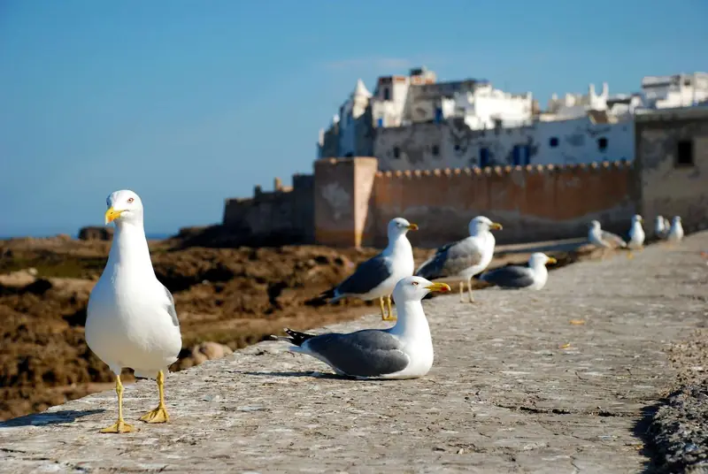 12 Day Morocco Tour from Casablanca – tour privado con Moroccan Holiday