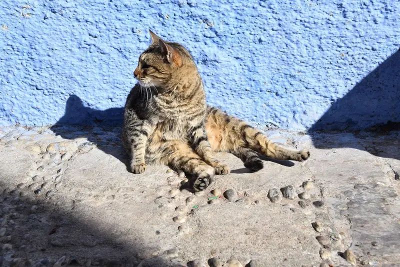 Excursión de 1 día de Fez a Chefchaouen – excursión privada con Moroccan Holiday