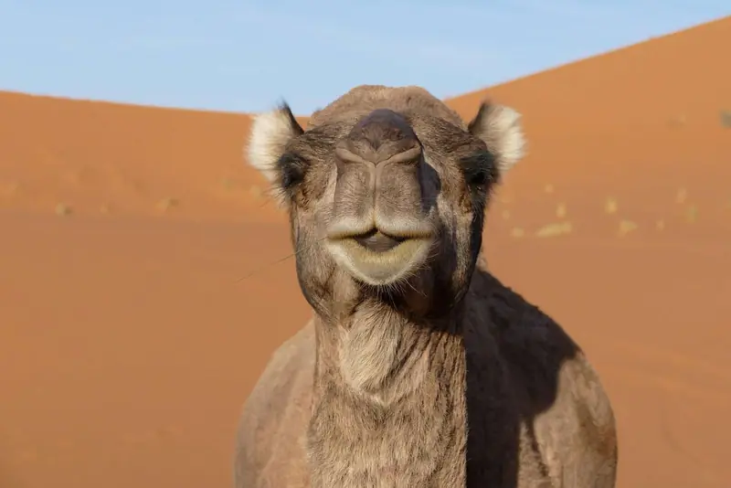 Actividades en el desierto de Merzouga – photo 2
