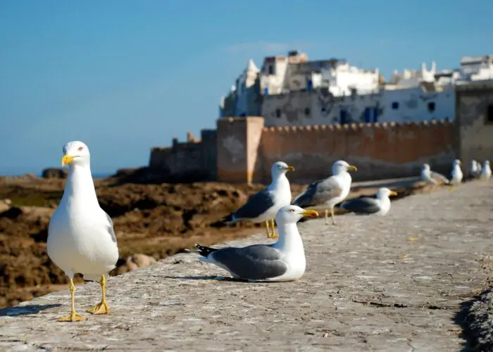 12 Day Morocco Tour from Csablanca