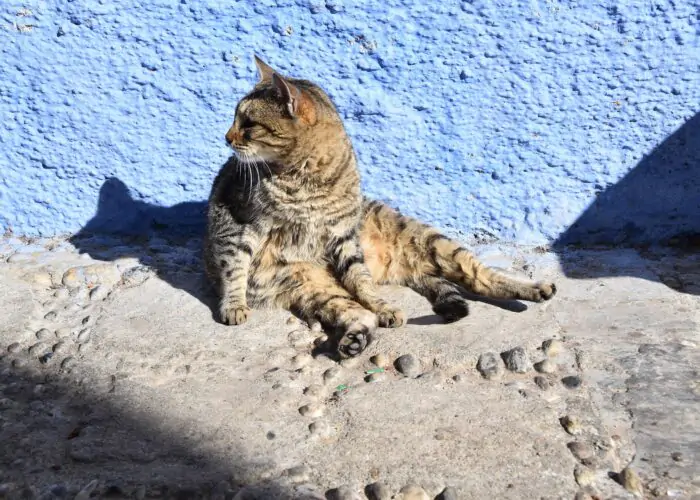 1 Day Trip from Fes to Chefchaouen